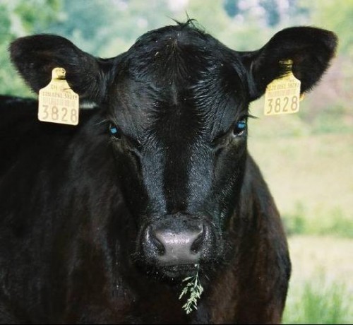 Black cow.jpg